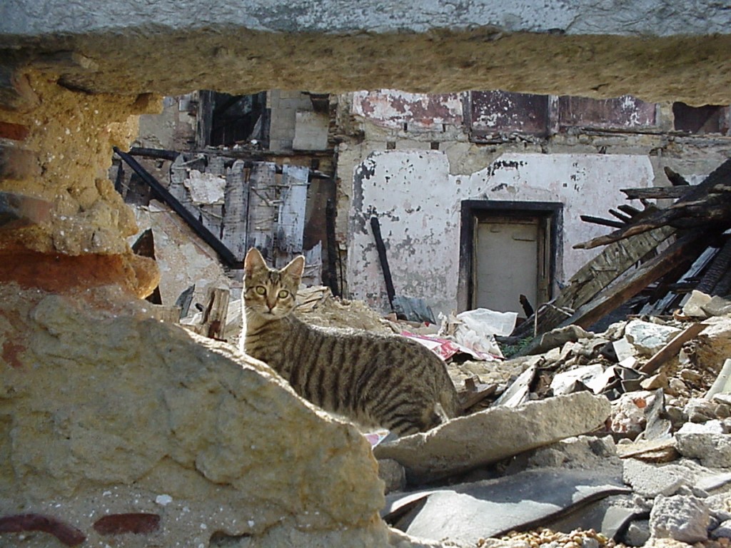 Katze in Hausruine in Lissabon. (Foto: mn)