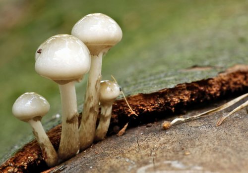 Rost und Perspektivwechsel - wohin der Fokus geht...