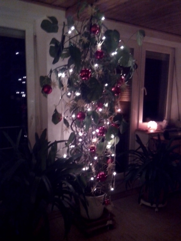 Philondendron als ideale Weihnachtsbaumalternative. (Foto: mn)