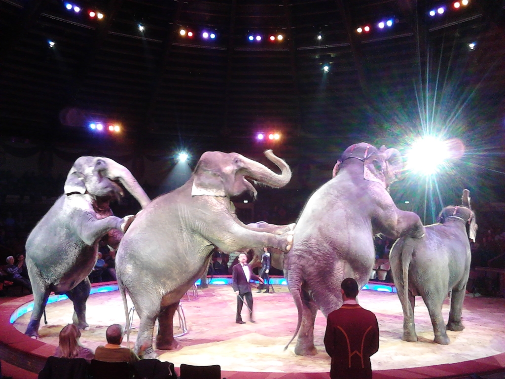 Elefanten im Circus Krone München. (Foto: mn)