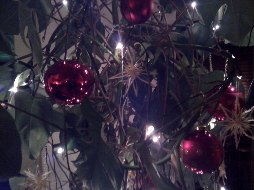 In München wurde kurzfristig improvisiert: statt eines Weihnachtsbaums wurde der große Philodendron im Wohnzimmer als Ersatz geschmückt. (Foto: mn)
