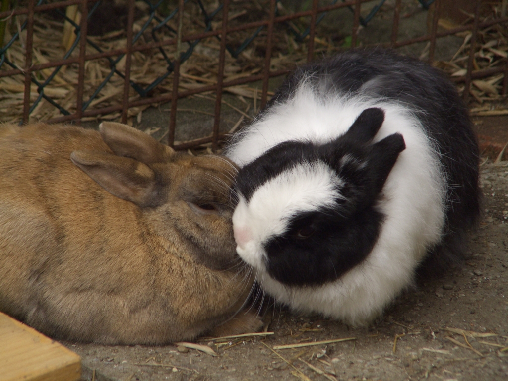 Pharao und Lizzy.
