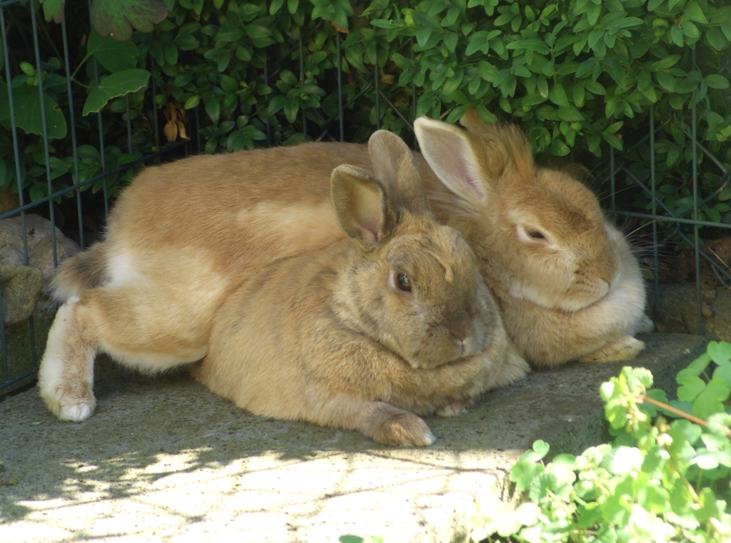 Pharao und Lotte - klare Verhältnisse.