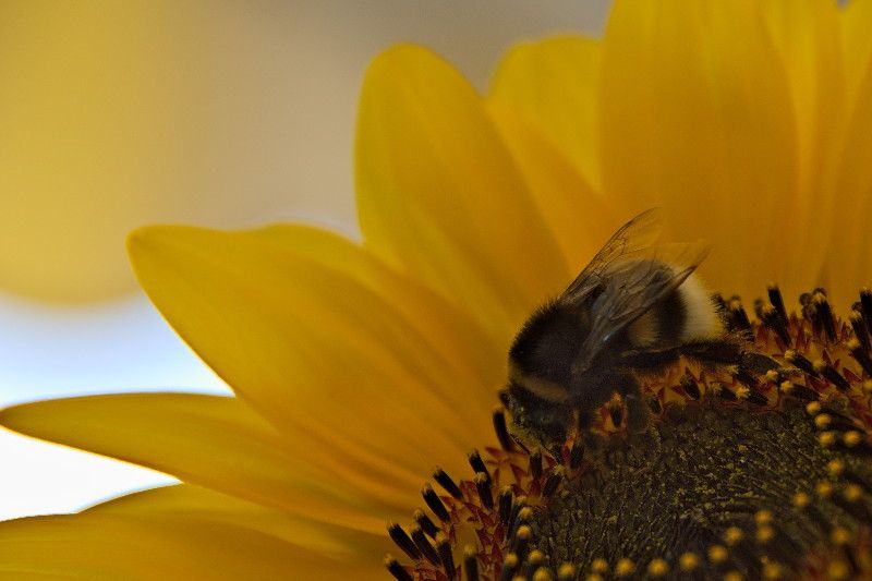 Hummel hummelt.