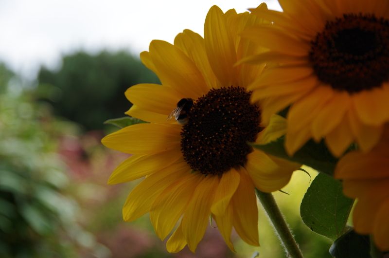 Sonneblumen, leider ohne Sonne.