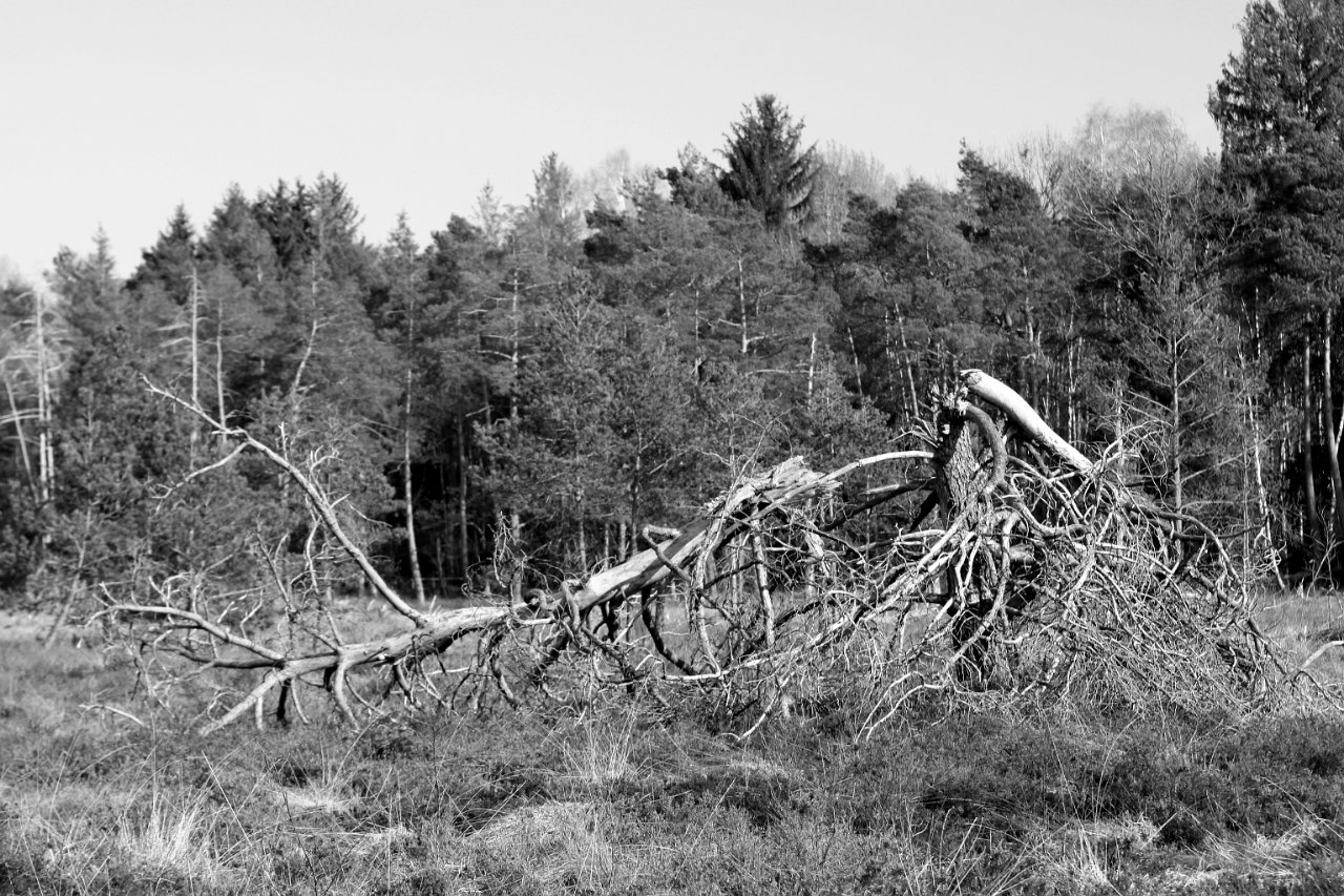 Moor_SW_1