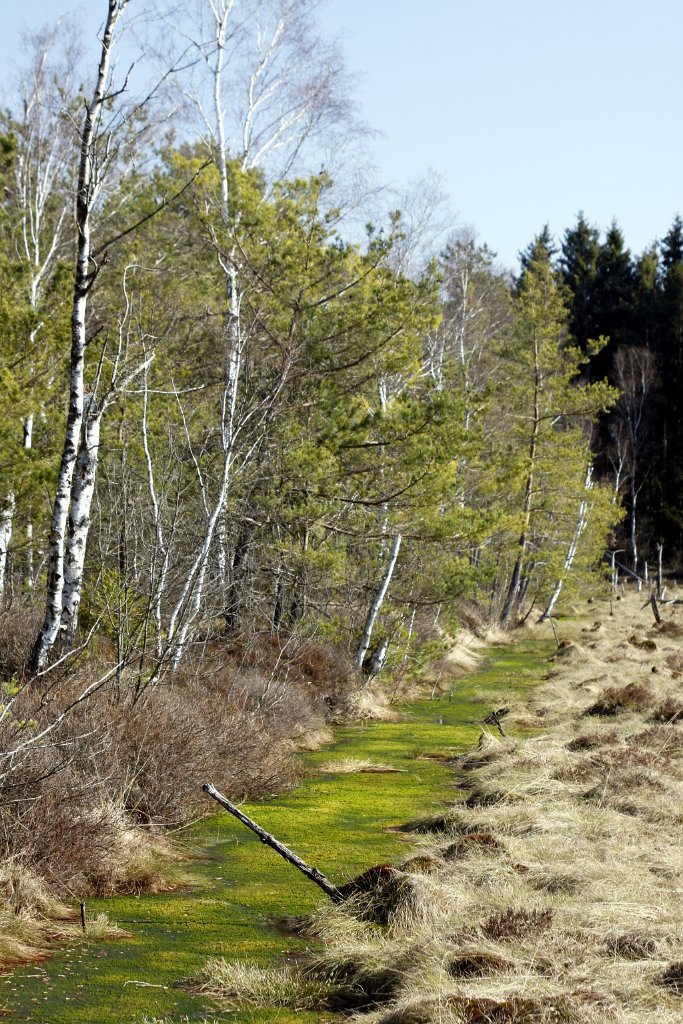Erstes Grün