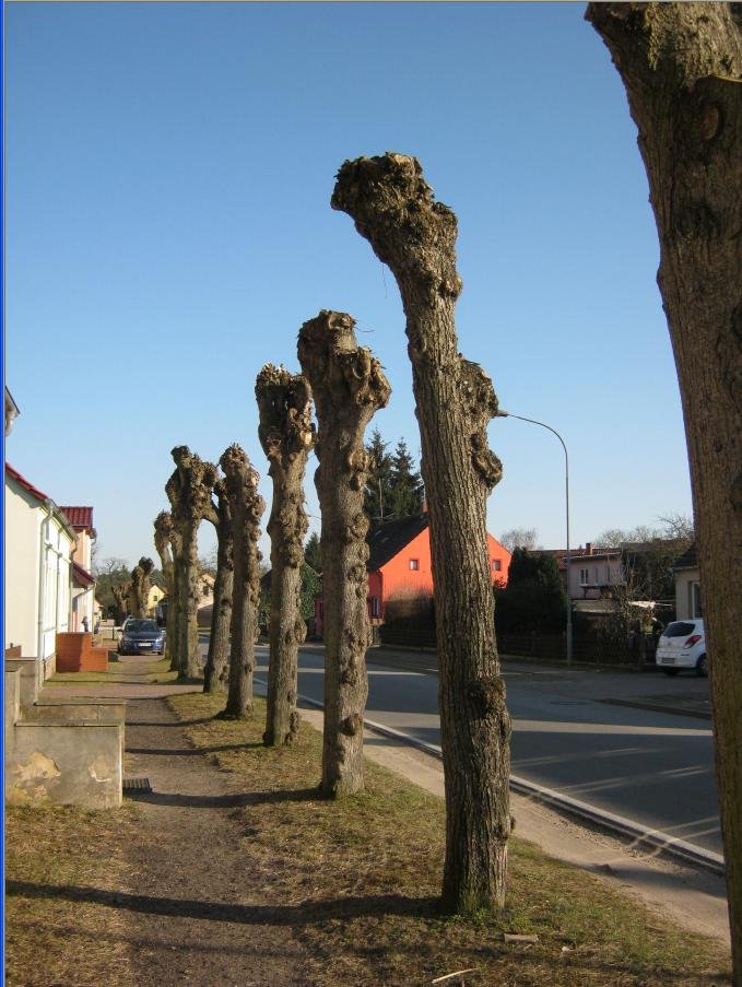 Linden vor dem Frühling